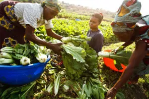 African women sorting farm produce.