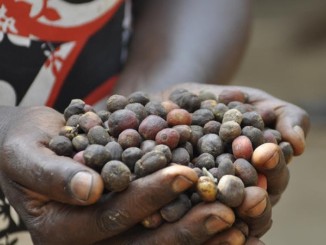 Woman with a hand full of coffee beans