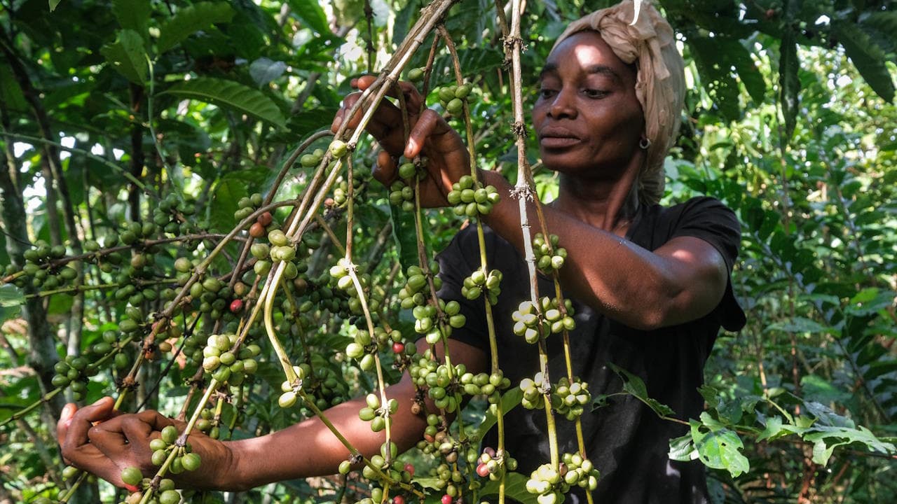 A woman harvests coffee berries in Yangambi, DR Congo