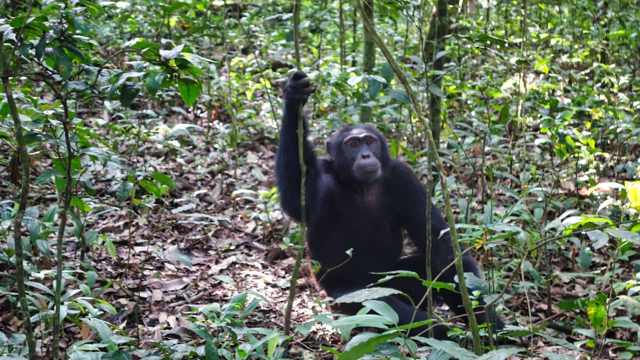 A chimpanzee in Uganda's Kibale National Park