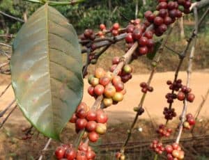 Branches of a Coffee Tree