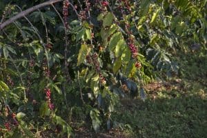 Coffee berries on plant