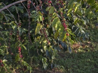 Coffee berries on plant