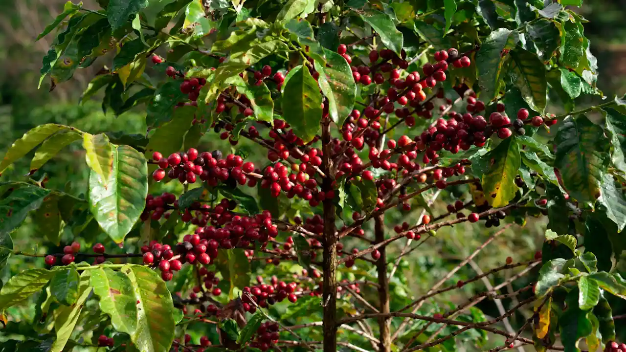 Bright red coffee cherries growing in dense clusters along the brown branches of a coffee tree, framed by glossy green leaves.