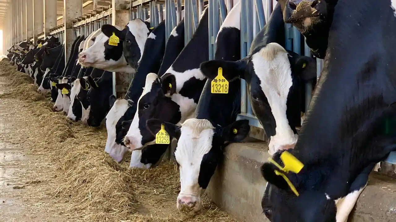A herd of cows standing side by side in pens in a barn.
