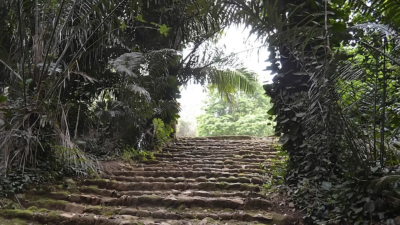 Weathered stone steps framed by lush tropical vegetation and vine-draped trees leading toward a sunlit opening in Entebbe Botanic Gardens.