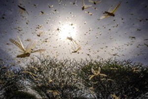 Desert locust swarm in Kenya