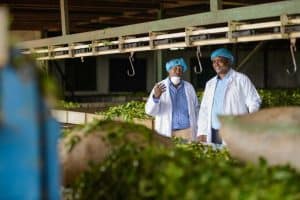 Two men standing in a tea processing facility
