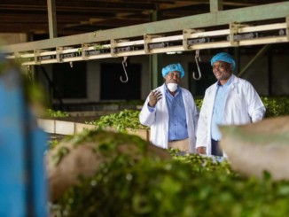 Two men standing in a tea processing facility