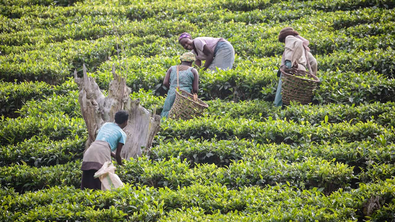 This photograph shows four women picking tea on a plantation in Uganda. The woman furthest from the camera is leaning forward, her face visible in the frame. She is laughing and appears to be chatting with her colleague. Two of the women are carrying baskets into which they are picking the tea, while one is picking into a sack.