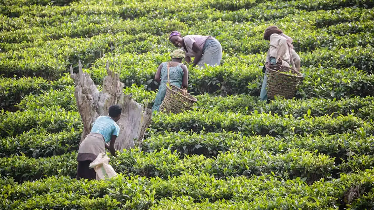 This photograph shows four women picking tea on a plantation in Uganda. The woman furthest from the camera is leaning forward, her face visible in the frame. She is laughing and appears to be chatting with her colleague. Two of the women are carrying baskets into which they are picking the tea, while one is picking into a sack.